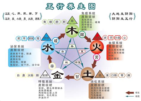 五行木代表什么|五行「木」的特征、取象